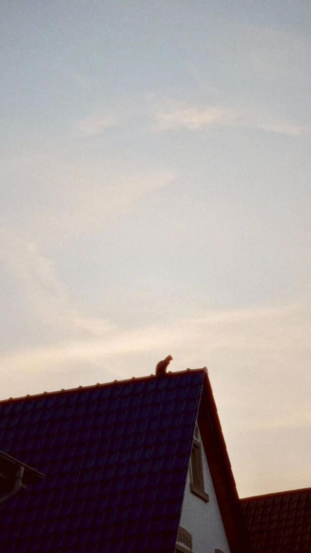 Hi from the rooftops! (sound on) 🐦‍⬛🐈‍⬛
Cozy town of Mühlhausen, Heidelberg in Germany welcomed VOŁOSI in the most relaxing and comforting way.

The guardians are watching!

Then we had a great fun at the concert. The Bürgerhaus was packed with people from the town and some of you coming from the other parts of Germany to meet with VOŁOSI. Thanks for the energy!

The tour continuous:
Heilbronn(DE) -> Muhlhausen(DE) -> Rorschach(CH) -> Oberberken(DE)

#VOLOSI #germany #spring #birdsinging #birds #cat #rooftops #animallovers #town #travelideas #travel #architecture #germantown #vibe #muhlhausen #eveningmood #dusk #color #dehancer #vołosi